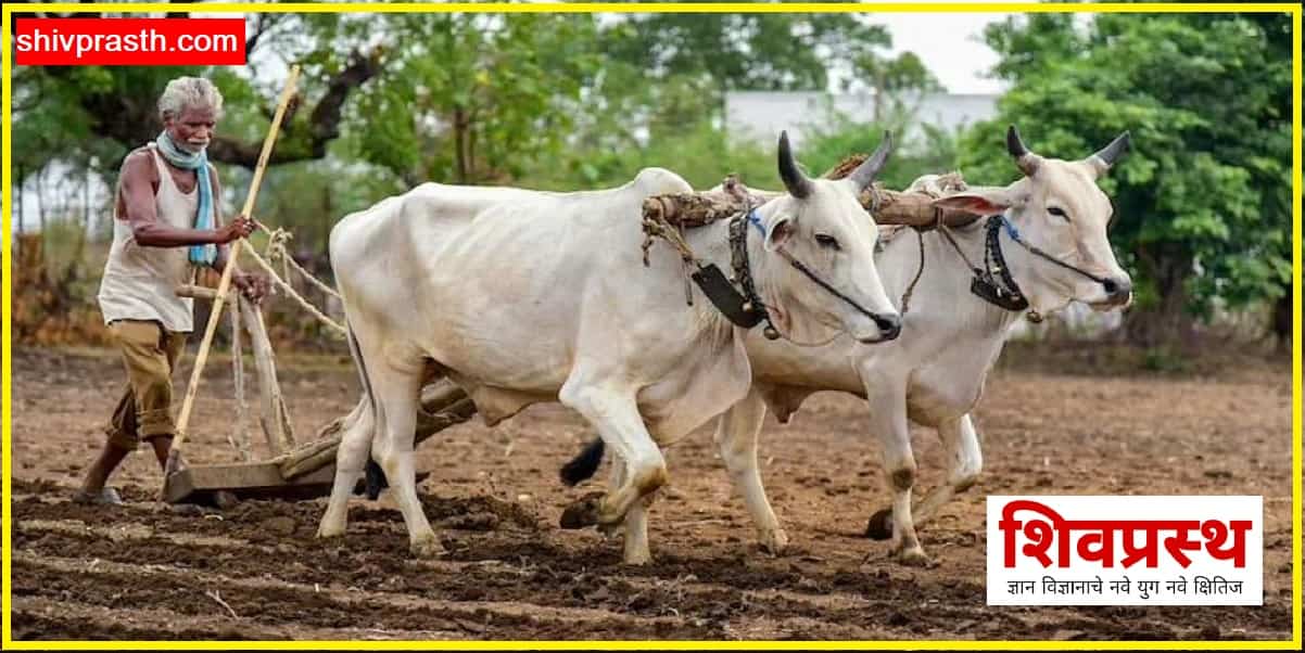 शेतकऱ्यांनो सावधान! पावसाचा अंदाज घेऊन पेरणी करावी|Farmers should sow when there is sufficient rainfall